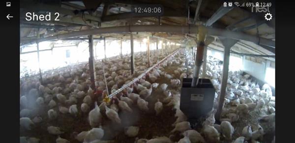 4 Acres Strawberry Hill Poultry Farm Newent Glos Gl18 1lh