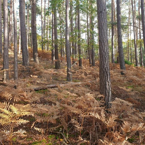 3 acres, Churt, Surrey, GU10 2JN UKLandandFarms.co.uk