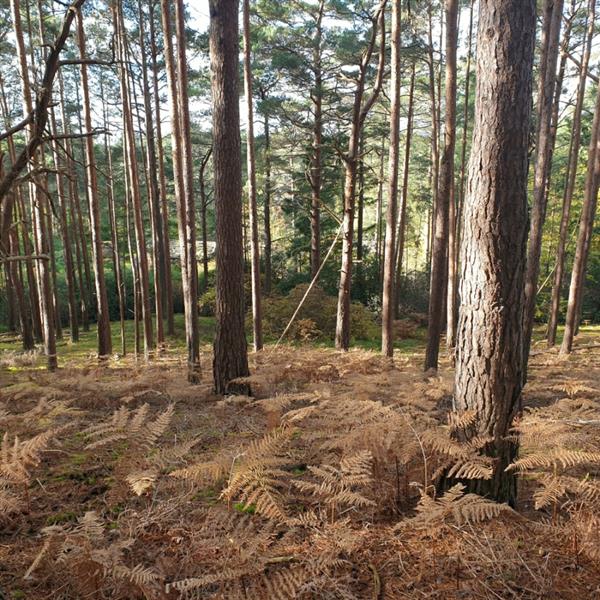 3 acres, Churt, Surrey, GU10 2JN UKLandandFarms.co.uk