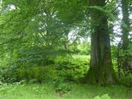 Image of property