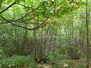 Image of property