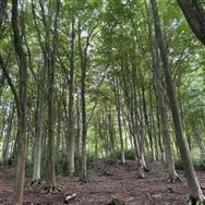 Image of property
