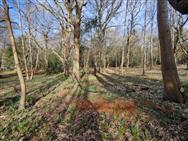 Image of property