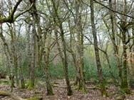 Image of property