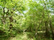 Image of property