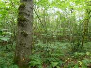 Image of property