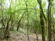 Image of property