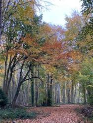 Click to view more details