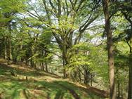 Click to view more details