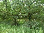 Image of property
