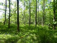 Click to view more details