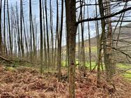 Click to view more details