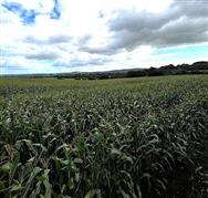 Image of property