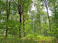 Click to view more details