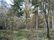 Click to view more details