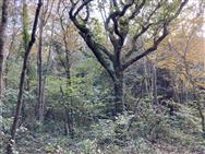 Image of property