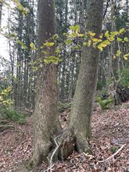 Image of property