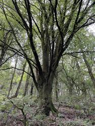Image of property