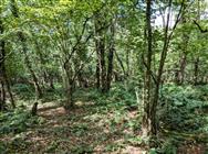 Image of property