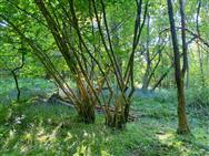 Image of property