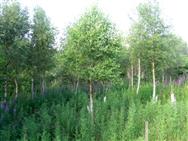 Image of property
