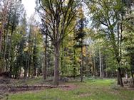 Click to view more details