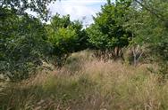 Image of property