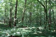 Image of property