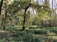 Image of property