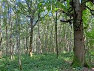 Click to view more details