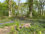 Click to view more details