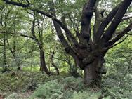 Click to view more details