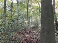 Click to view more details