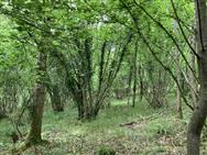 Image of property