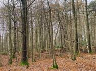 Click to view more details