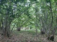 Image of property