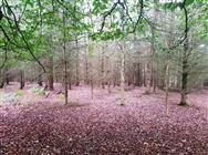 Image of property