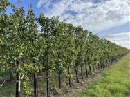 Click to view more details