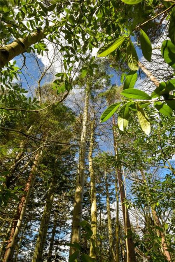 3 acres, Tillydrine House, Kincardine O'Neil, Aboyne, Aberdeenshire